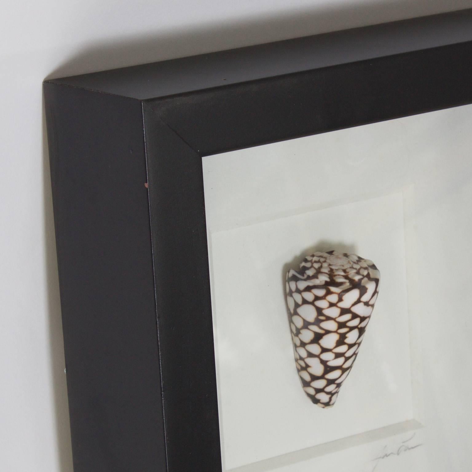 Set of Three Shell Specimens in Shadow Boxes 2