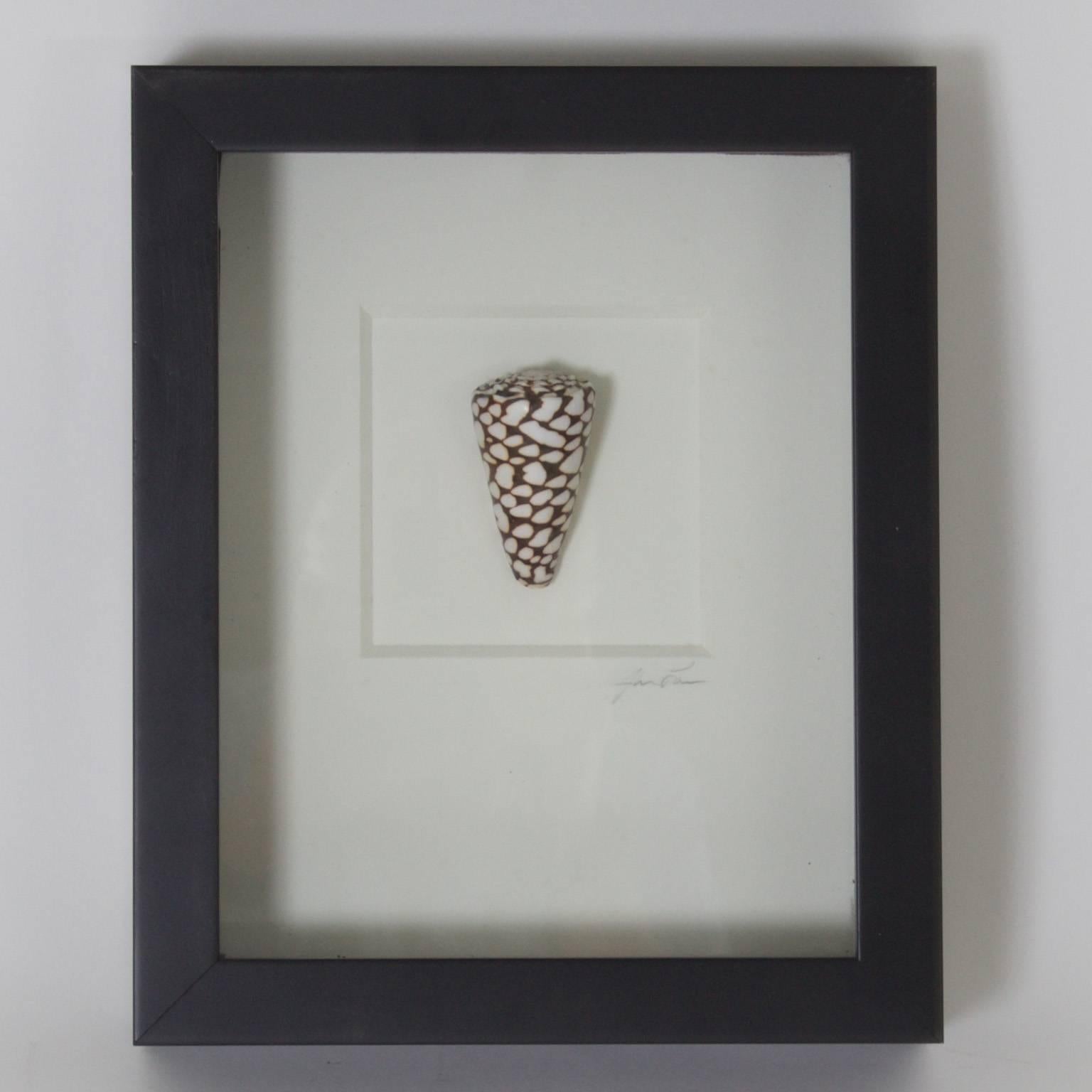 20th Century Set of Three Shell Specimens in Shadow Boxes