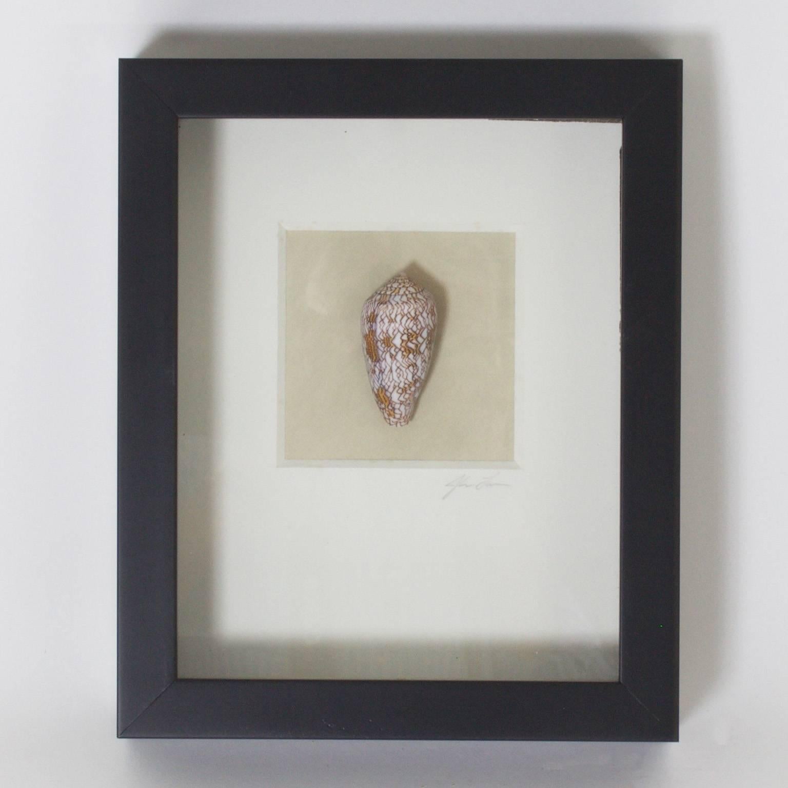 Inspired set of three decorative groups of seashell specimens, carefully curated and presented in a shadow box format. One of three sets offered.

 