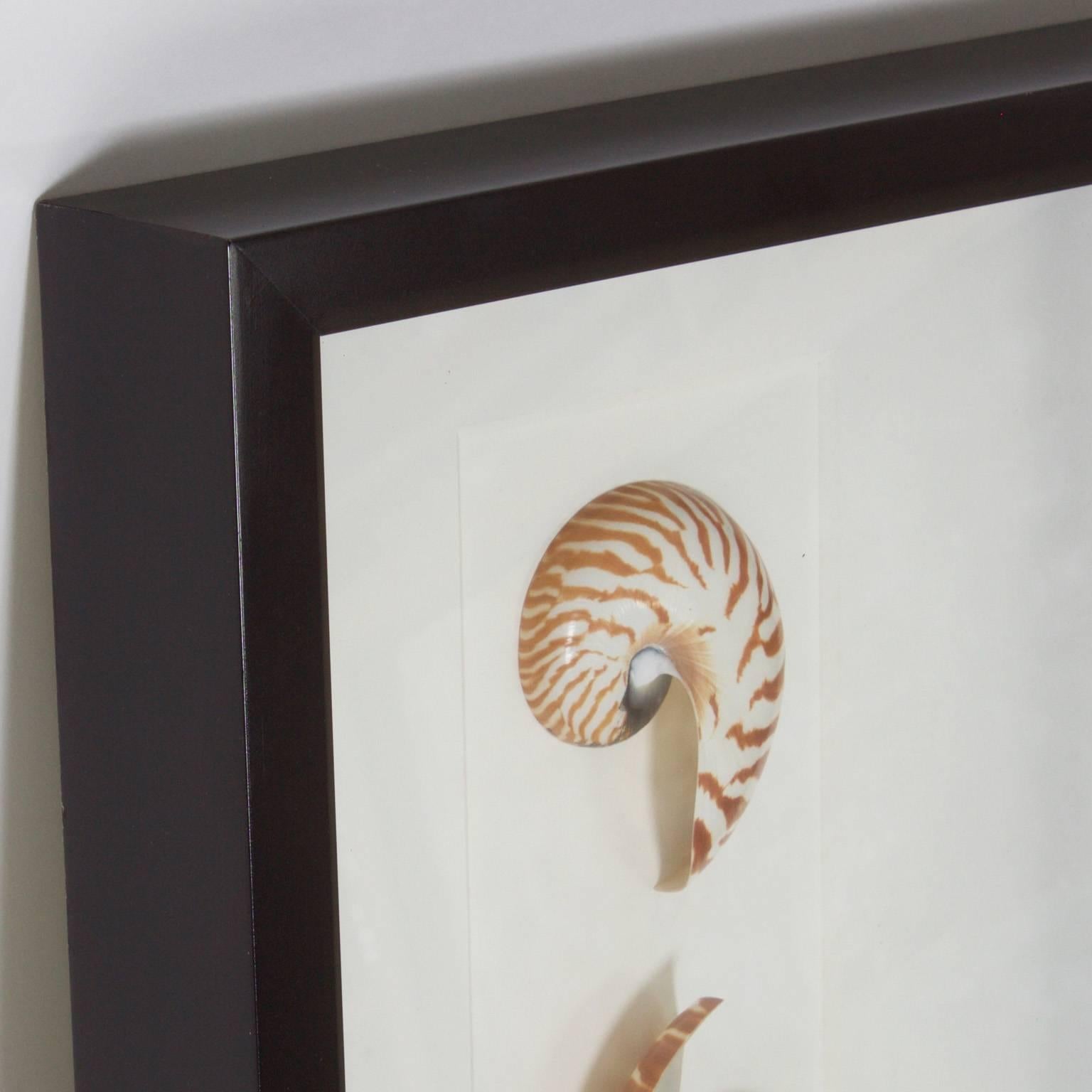 American Set of Three Medium Shell Specimens in Shadow Boxes