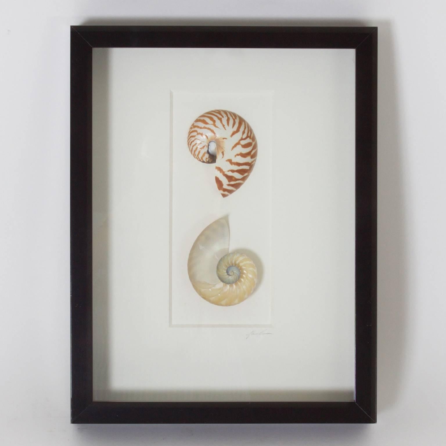 Inspired set of three decorative groups of seashell specimens, carefully curated and presented in a shadow box format. One of three sets offered. 

 