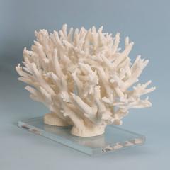 Inspired Staghorn Coral Sculpture on Lucite