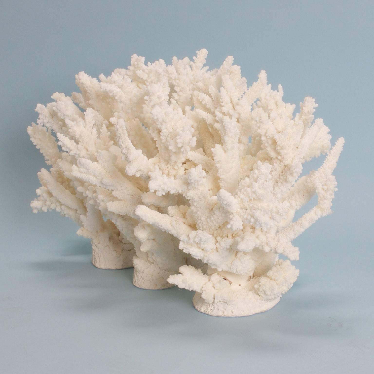 Lofty branch coral sculpture custom designed and crafted by F.S. Henemader, bringing the art of Mother Nature to any interior in need of inspiration.

This piece cannot be shipped out of the US, without expensive extra expenditures for export