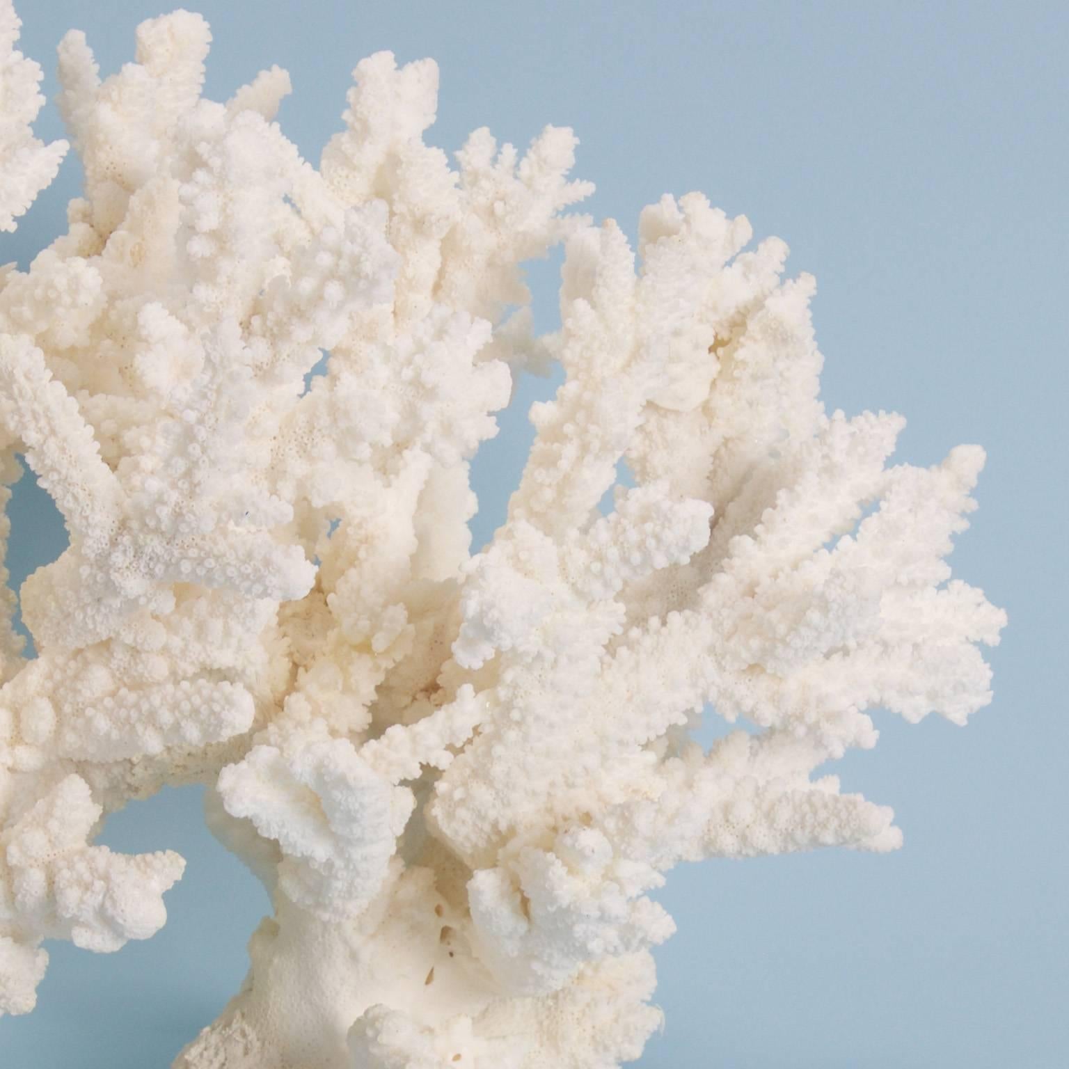 Contemporary Lofty Branch Coral Sculpture