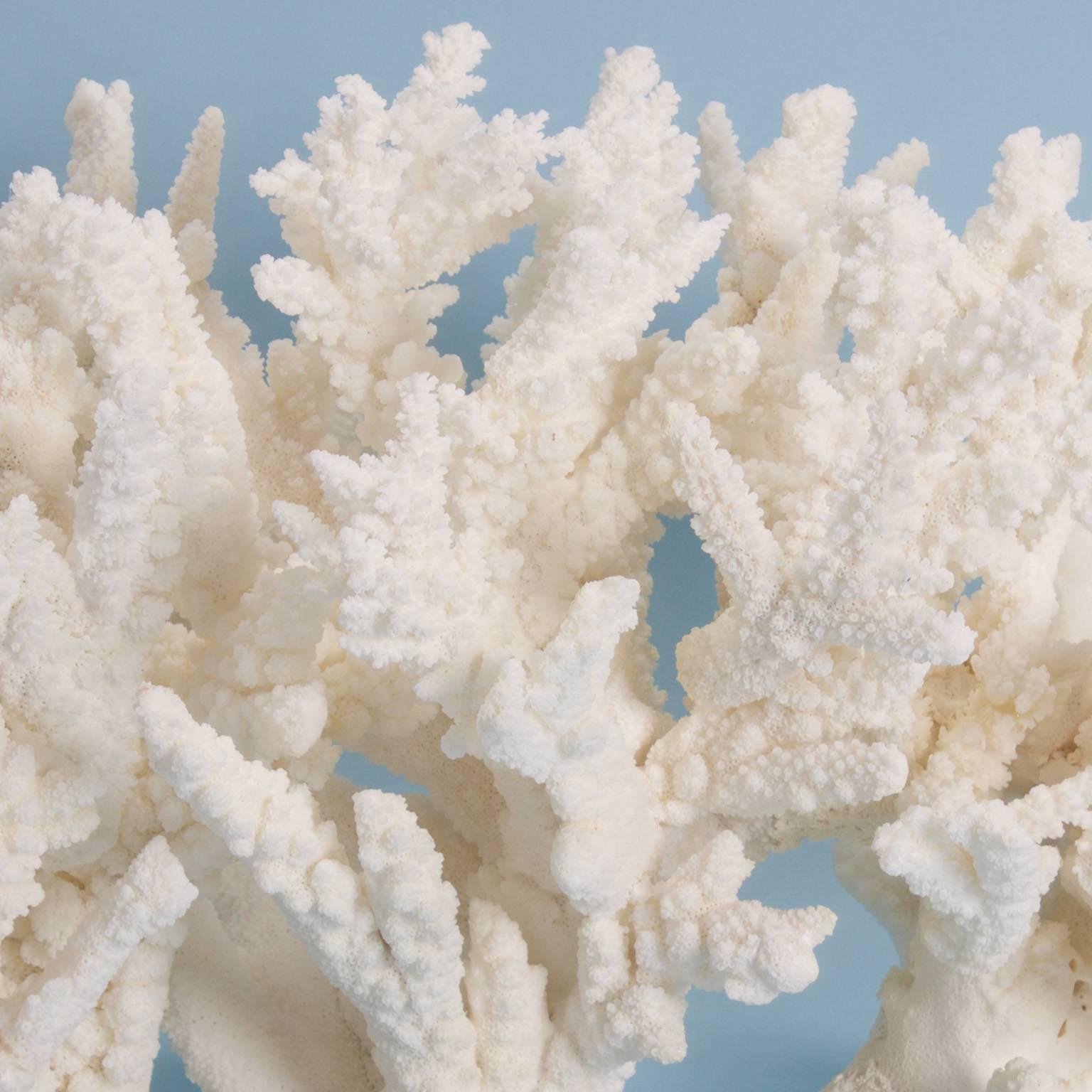Solomon Islands Lofty Branch Coral Sculpture