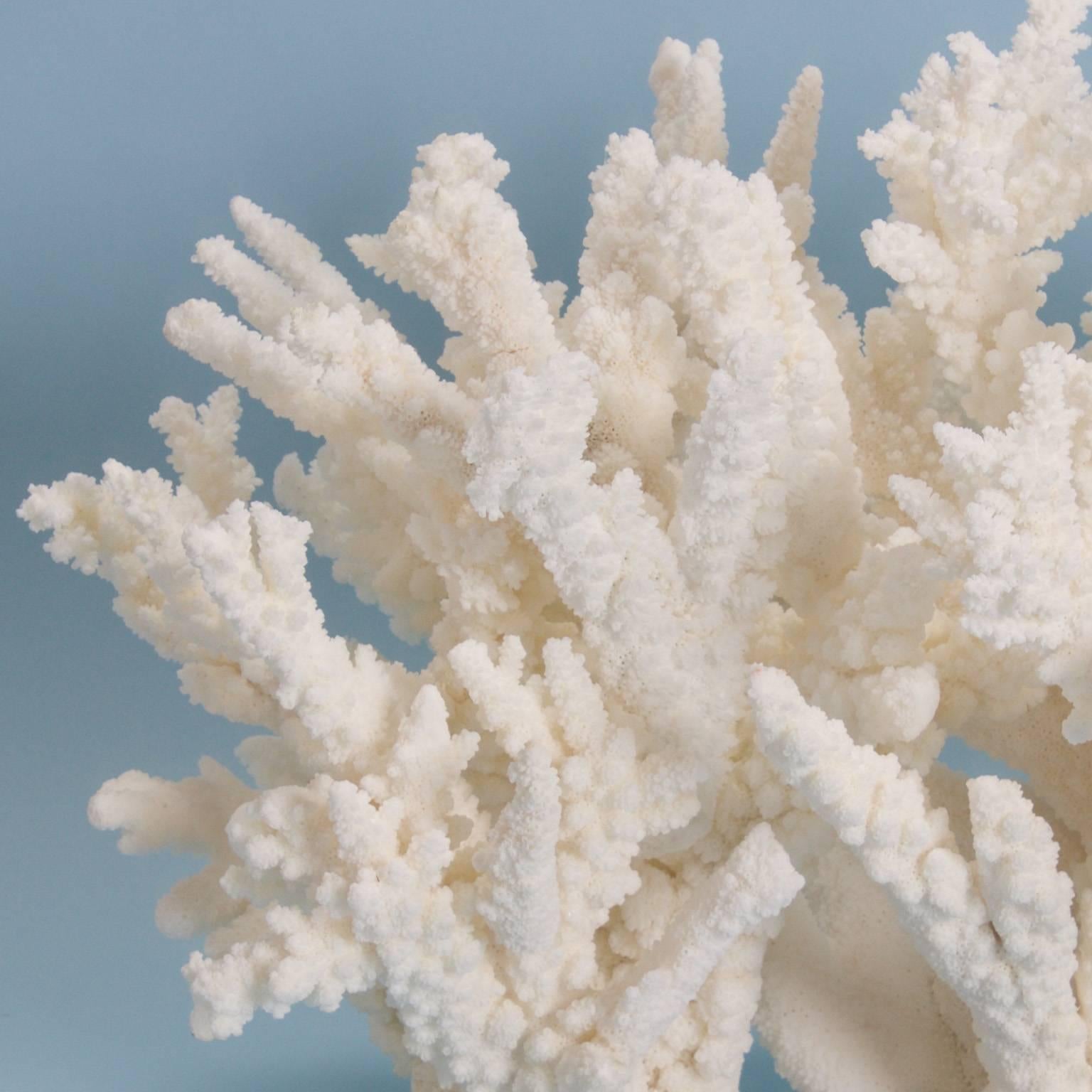 Organic Modern Lofty Branch Coral Sculpture