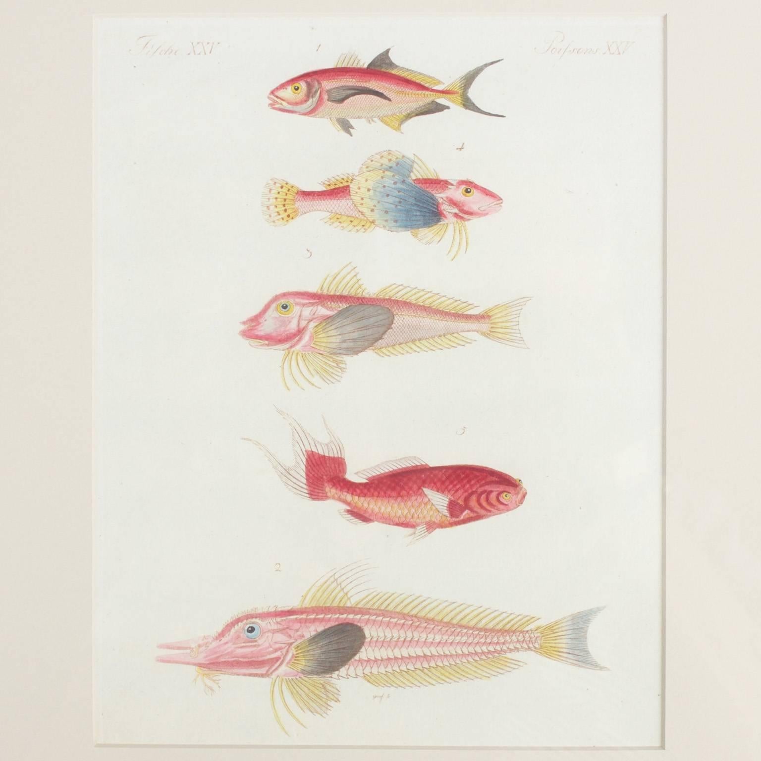 Set of Four Tropical Fish Engravings 1