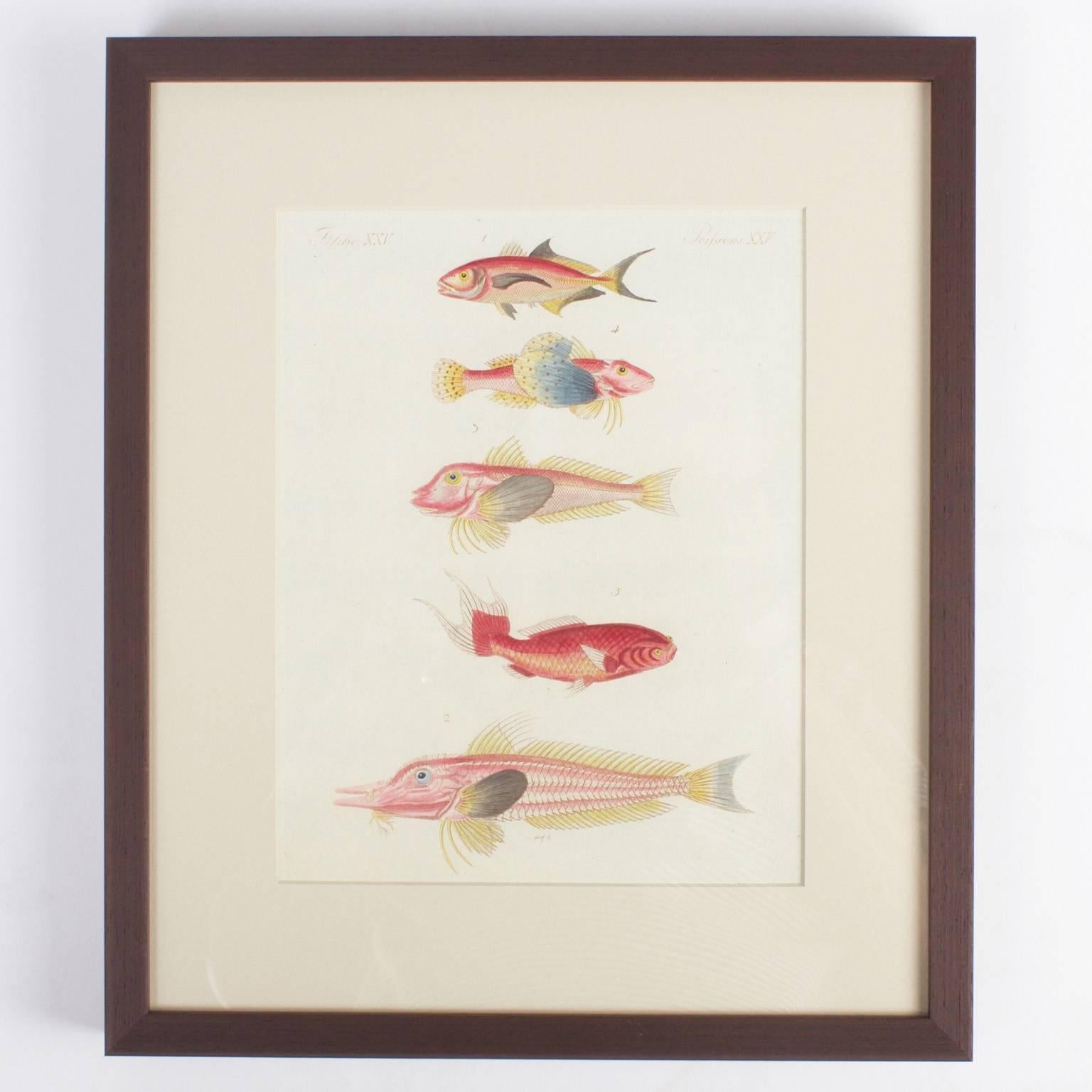 18th Century and Earlier Set of Four Tropical Fish Engravings
