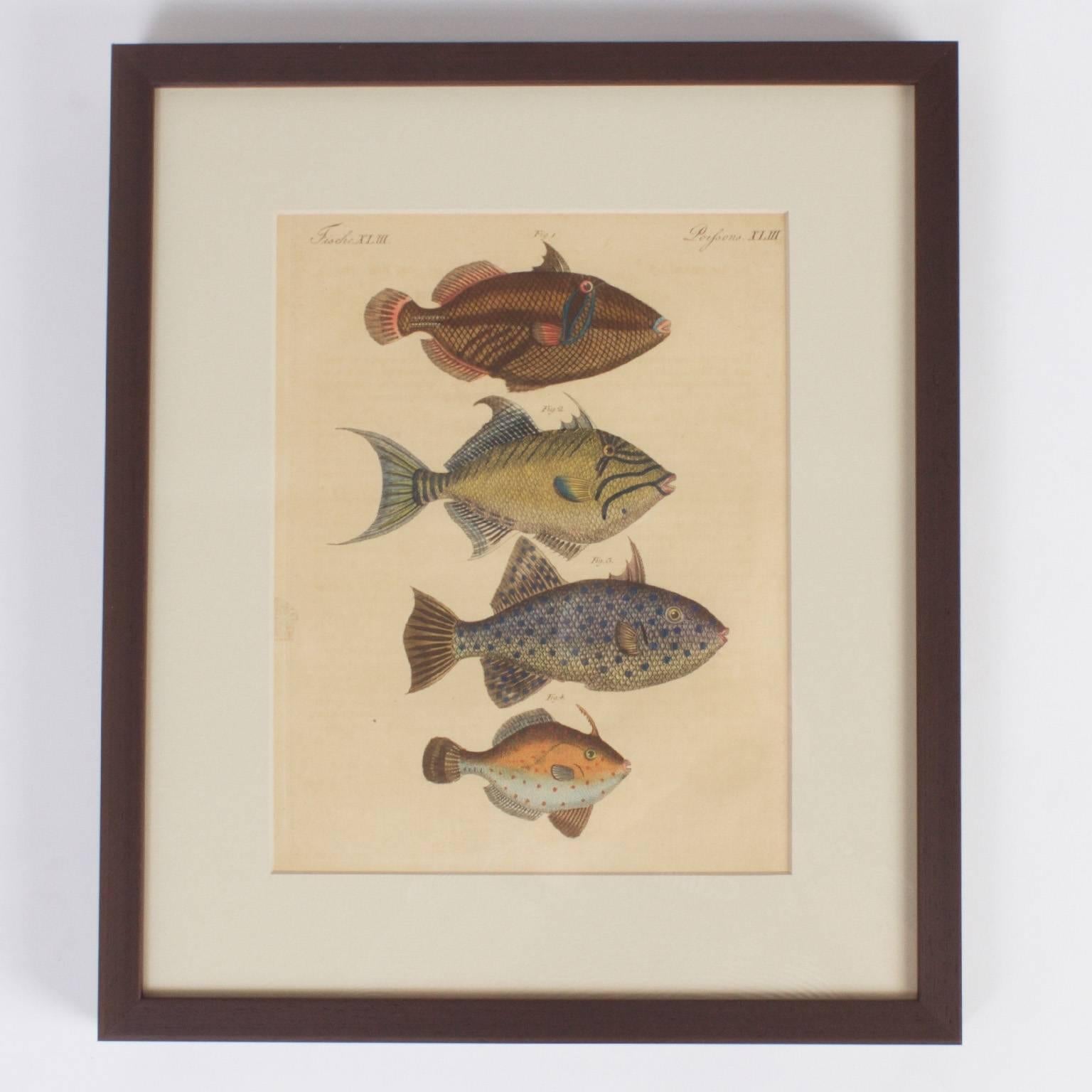 Historical set of four hand colored tropical fish engravings with a naturalist, scholarly approach. Labeled at the top in German and French and presented in handsome wood frames.
   