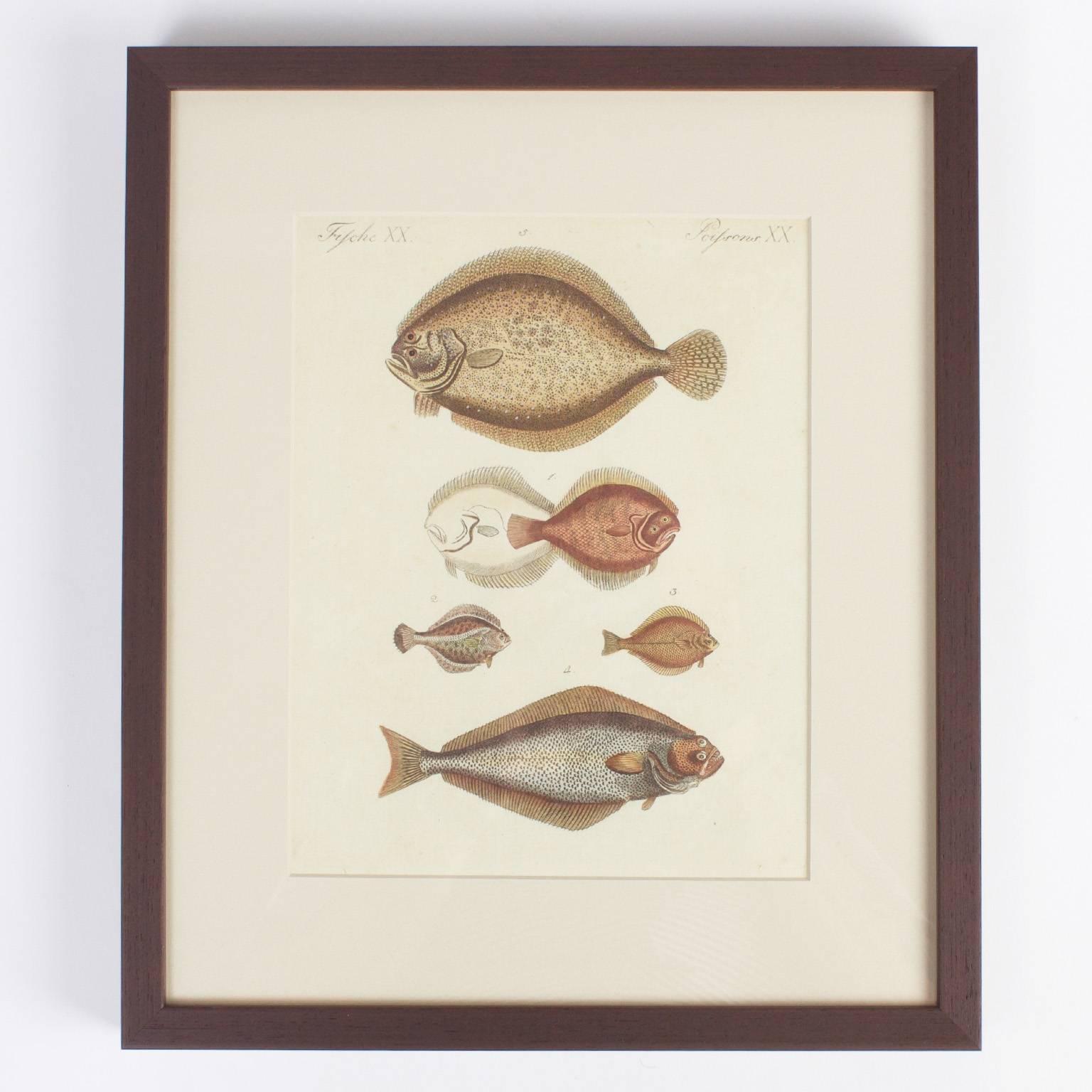 Set of Four Tropical Fish Engravings 2