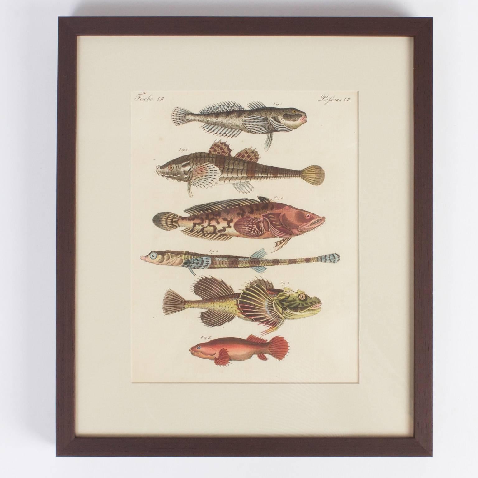 German Set of Four Tropical Fish Engravings