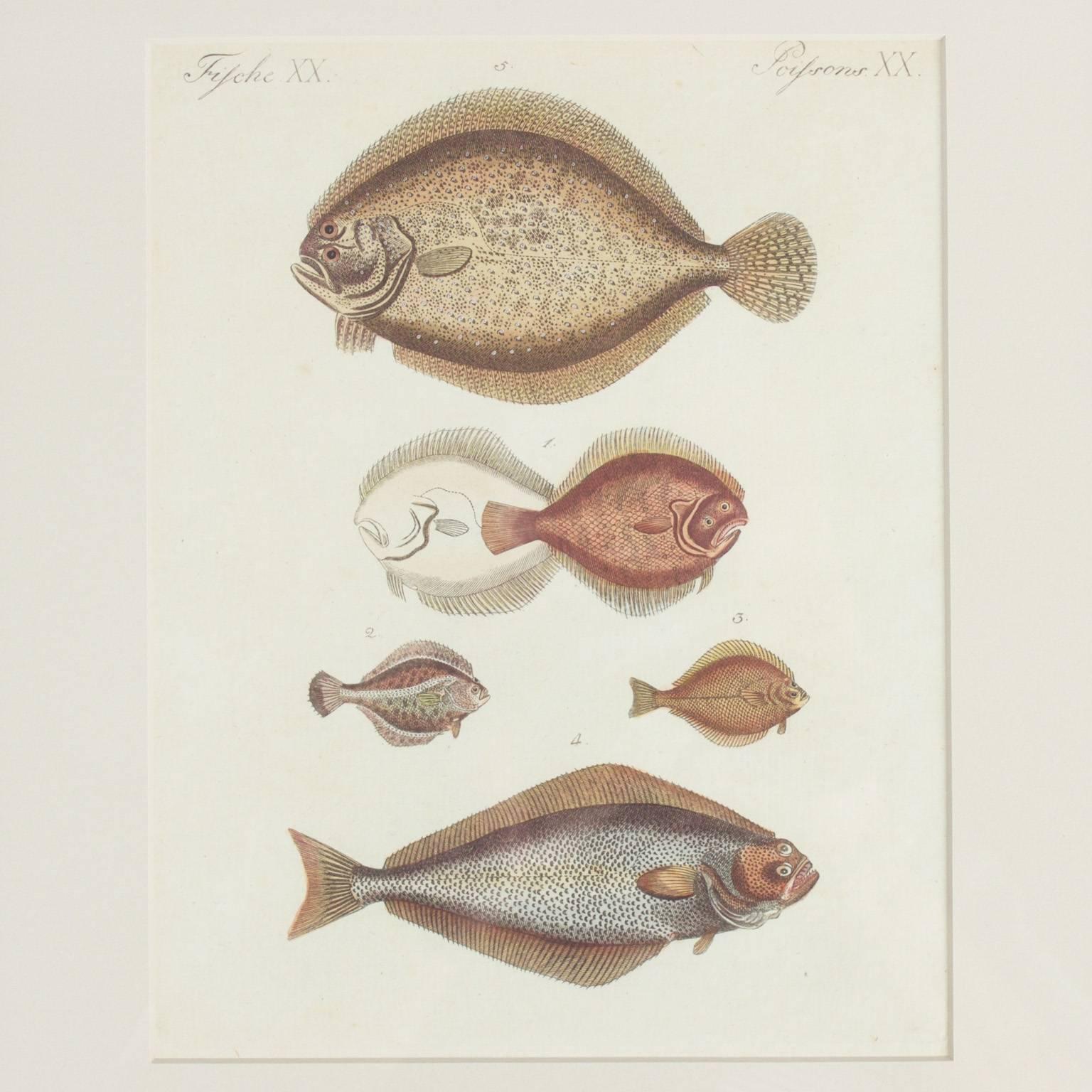 Set of Four Tropical Fish Engravings 3
