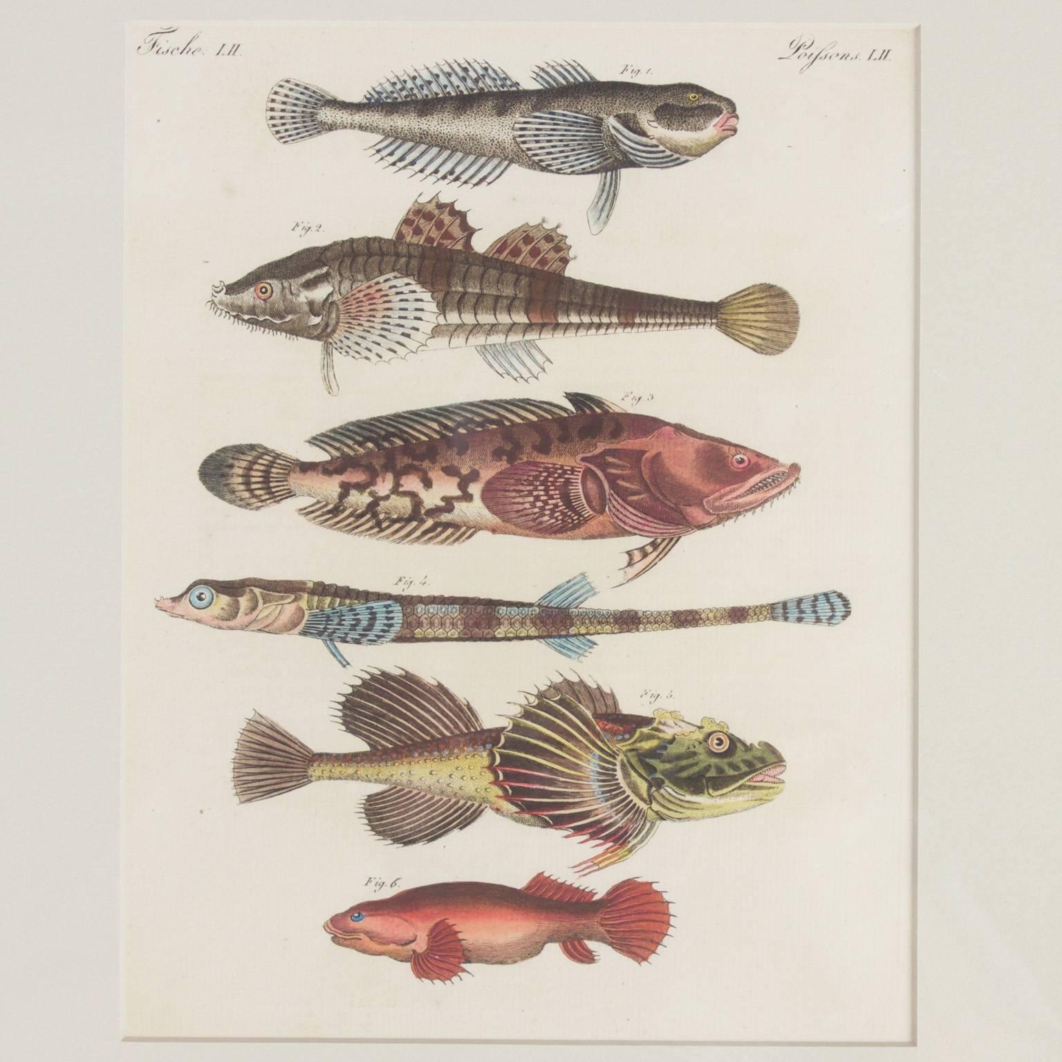 Set of Four Tropical Fish Engravings In Excellent Condition In Palm Beach, FL