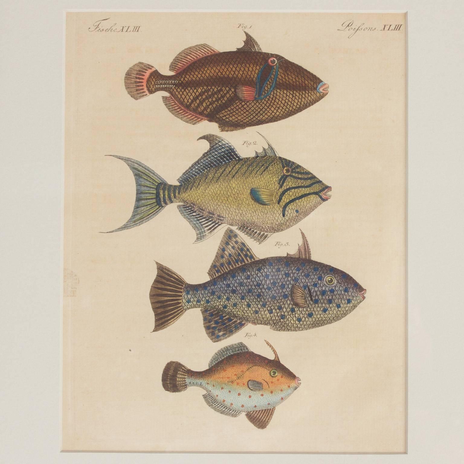 British Colonial Set of Four Tropical Fish Engravings