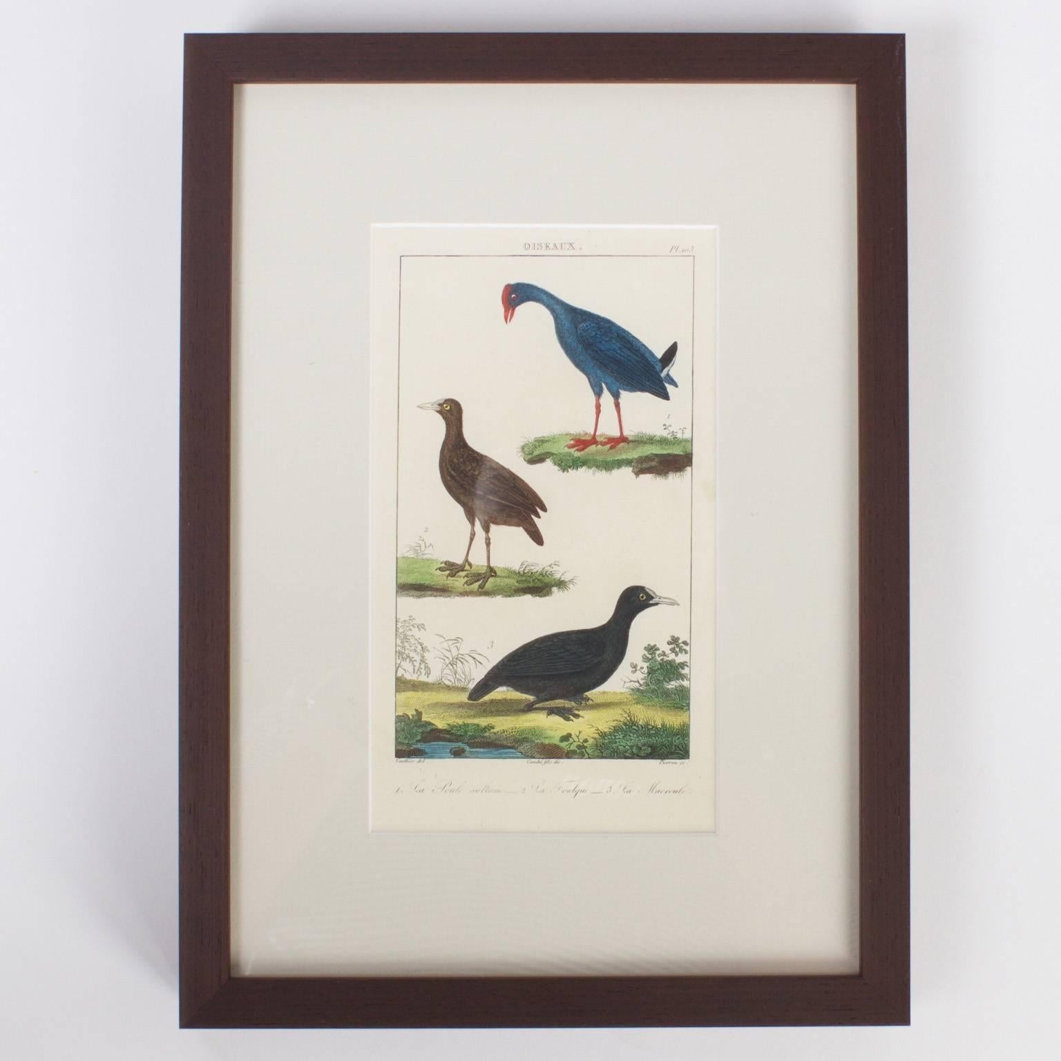 Rare set of three antique French 18th century hand colored engravings executed at a time when naturalist were cataloguing ornithological discoveries throughout the expanding known world. Signed on the bottom by the engraver and the watercolorist.
 