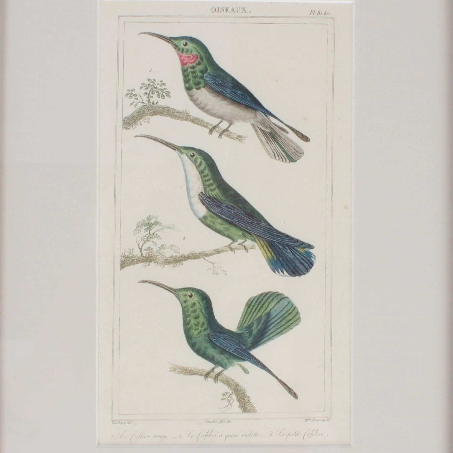 Rare Set of French Hand Colored Bird Engravings 1