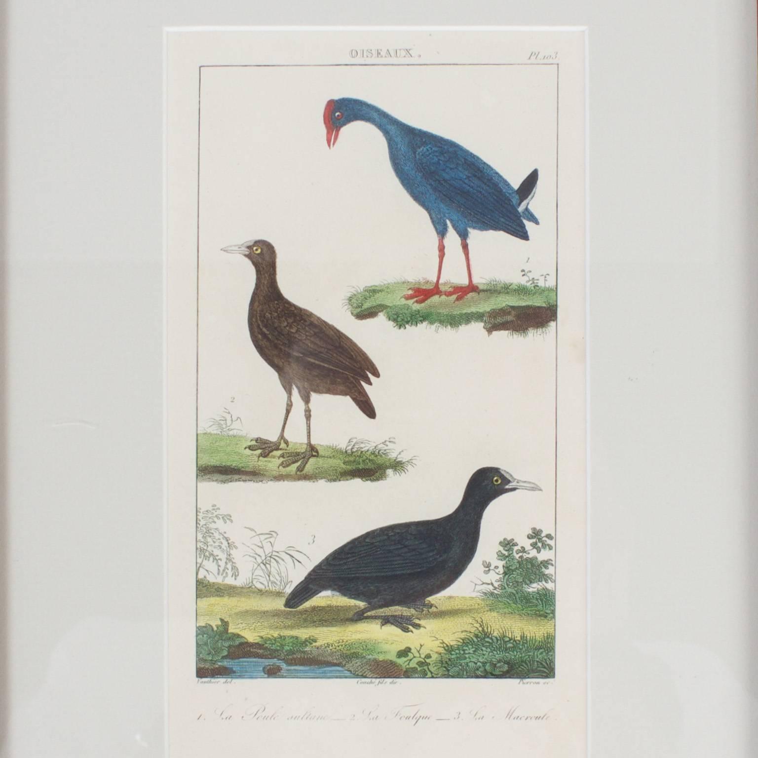18th Century and Earlier Rare Set of French Hand Colored Bird Engravings
