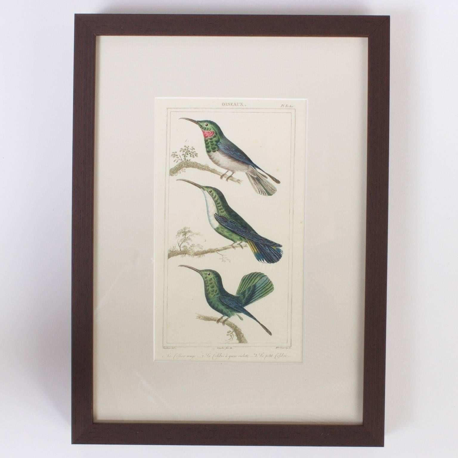 Rare Set of French Hand Colored Bird Engravings In Good Condition In Palm Beach, FL