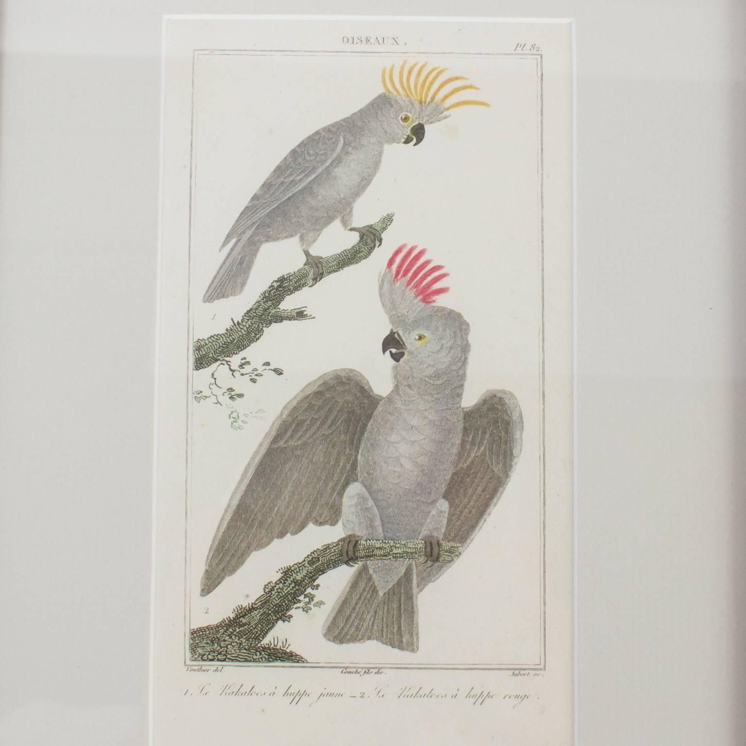 Paint Rare Set of French Hand Colored Bird Engravings