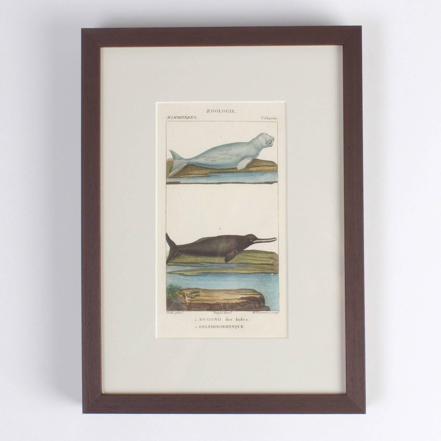 Campaign Traditional Pair of Hand Colored Sea Life Engravings