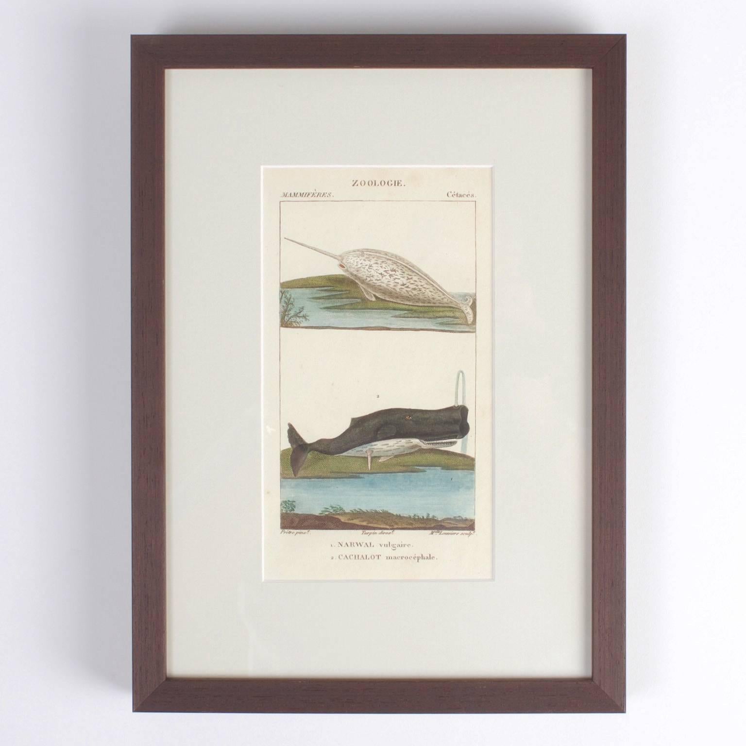 Historical pair of hand colored sea life engravings with a naive, timeless charm. Done at a time when naturalists where cataloging zoology. Signed on the bottom by the watercolorist and the engraver.