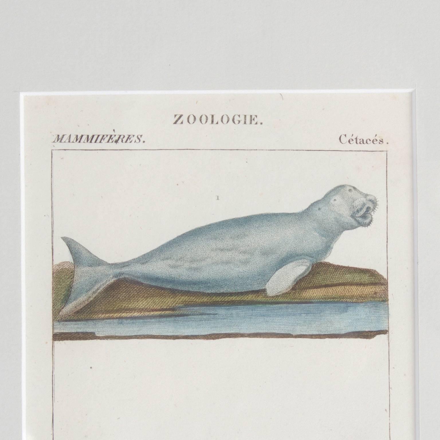 18th Century and Earlier Traditional Pair of Hand Colored Sea Life Engravings