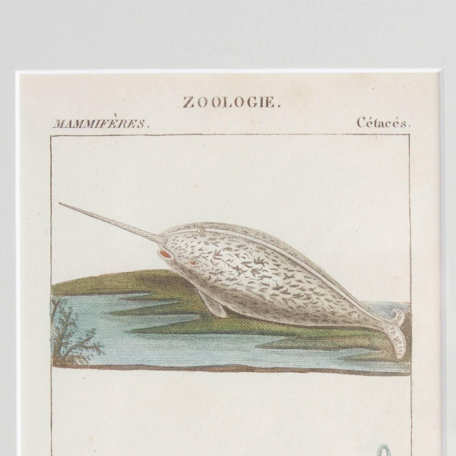 French Traditional Pair of Hand Colored Sea Life Engravings