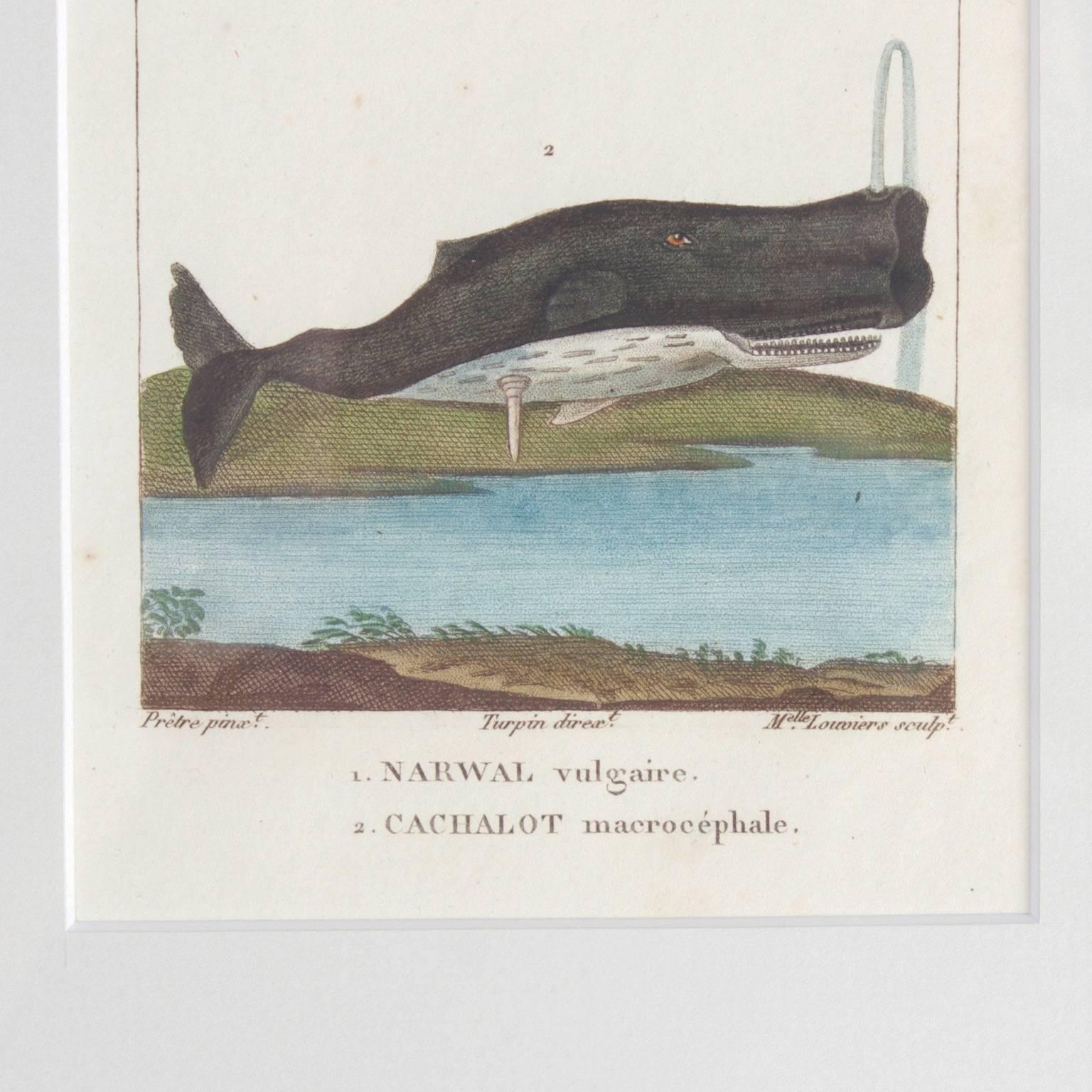 Traditional Pair of Hand Colored Sea Life Engravings In Excellent Condition In Palm Beach, FL