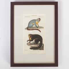 Rare Set of Three 18th Century Hand Colored Monkey Engravings