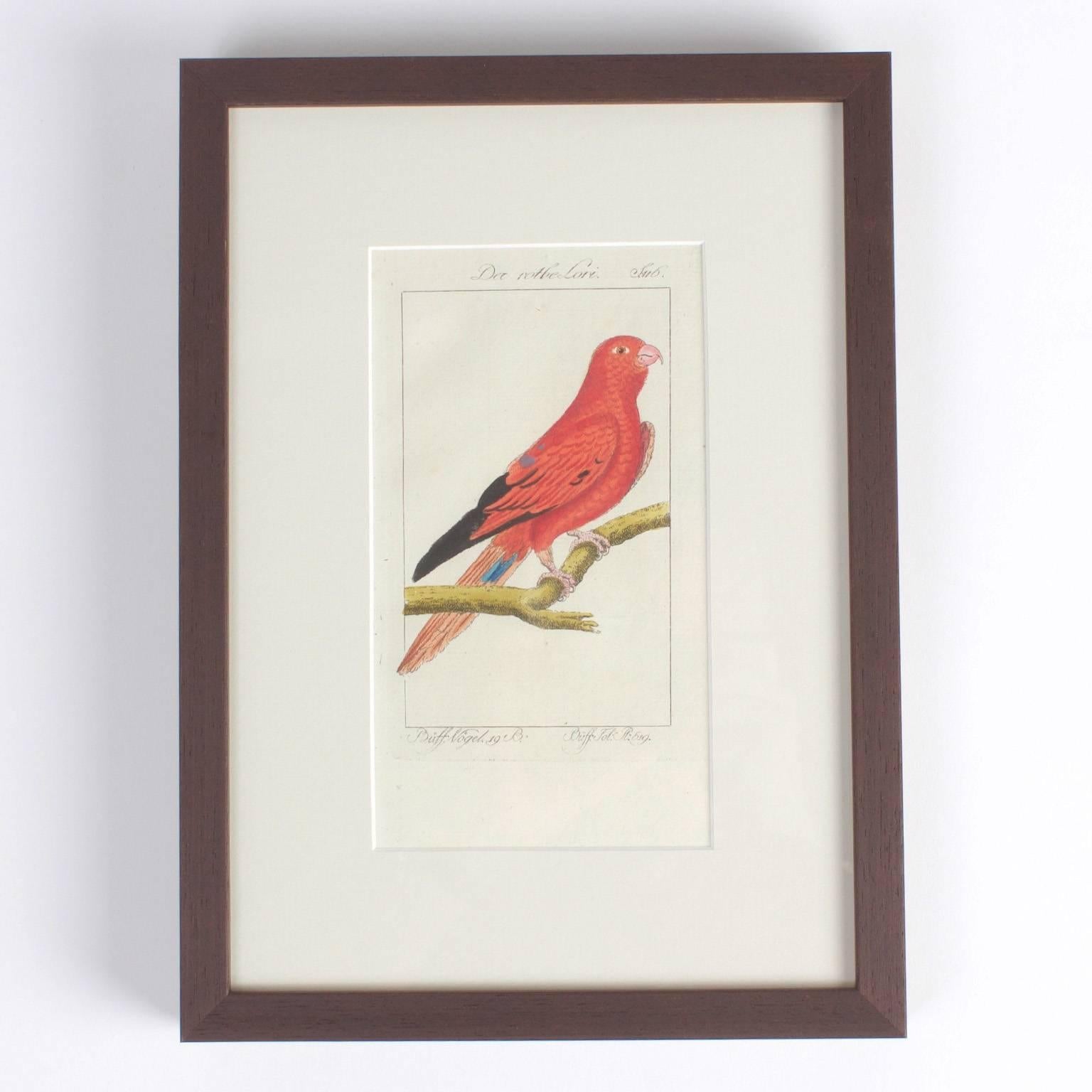 Charming and historical set of four hand-colored bird engravings rescued from a catalog of naturalist's studies. Signed on the bottom by the engraver and the watercolorist.