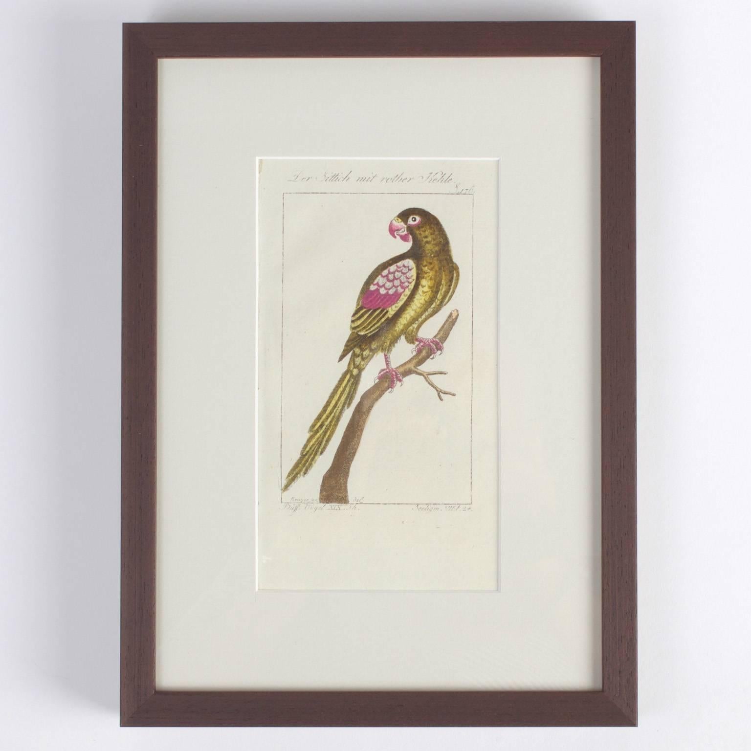 Charming Set of Four Antique Hand-Colored Bird Engravings 1