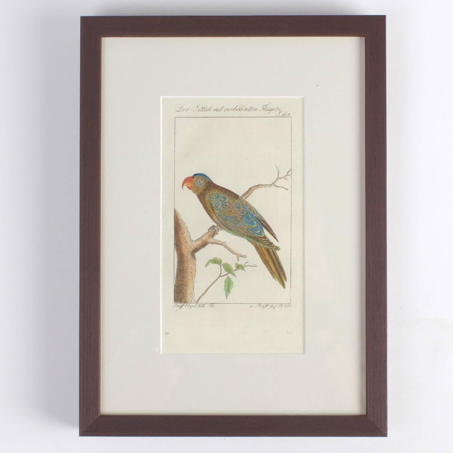 18th Century and Earlier Charming Set of Four Antique Hand-Colored Bird Engravings