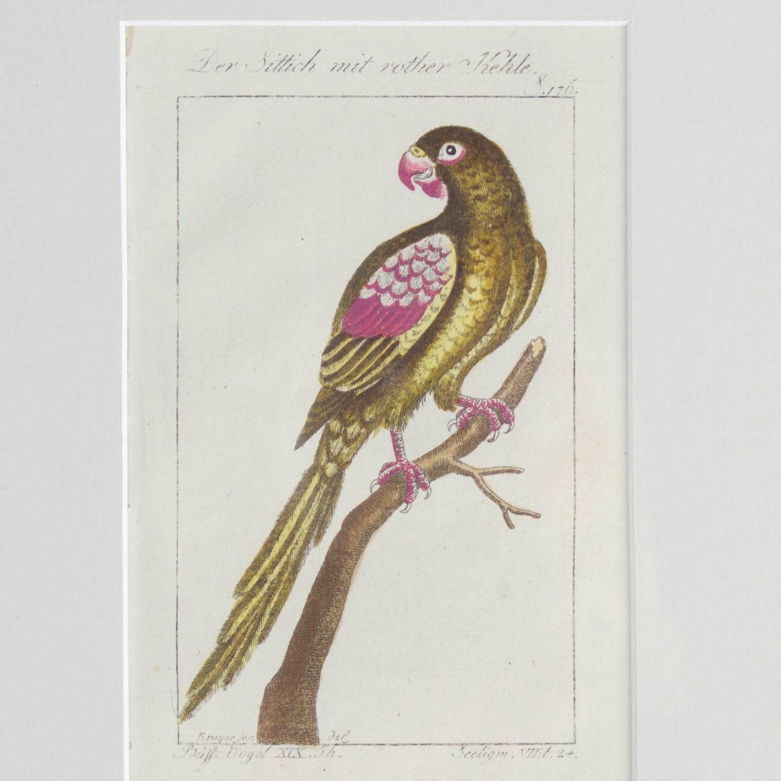 Charming Set of Four Antique Hand-Colored Bird Engravings 2