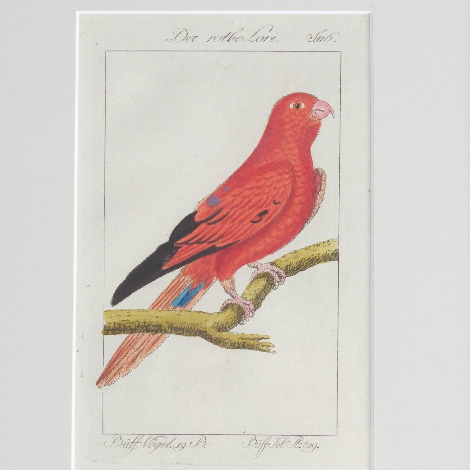 Organic Modern Charming Set of Four Antique Hand-Colored Bird Engravings