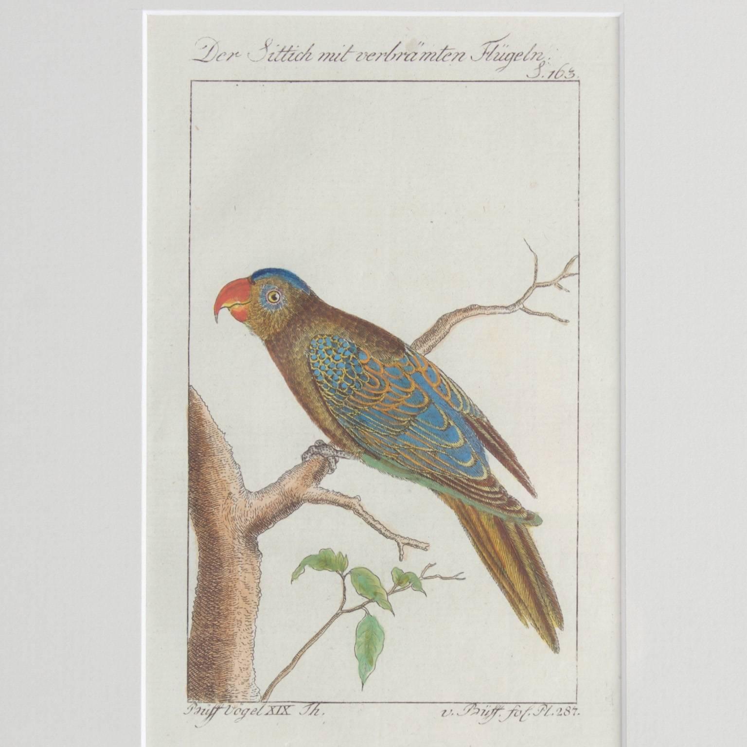 Paint Charming Set of Four Antique Hand-Colored Bird Engravings