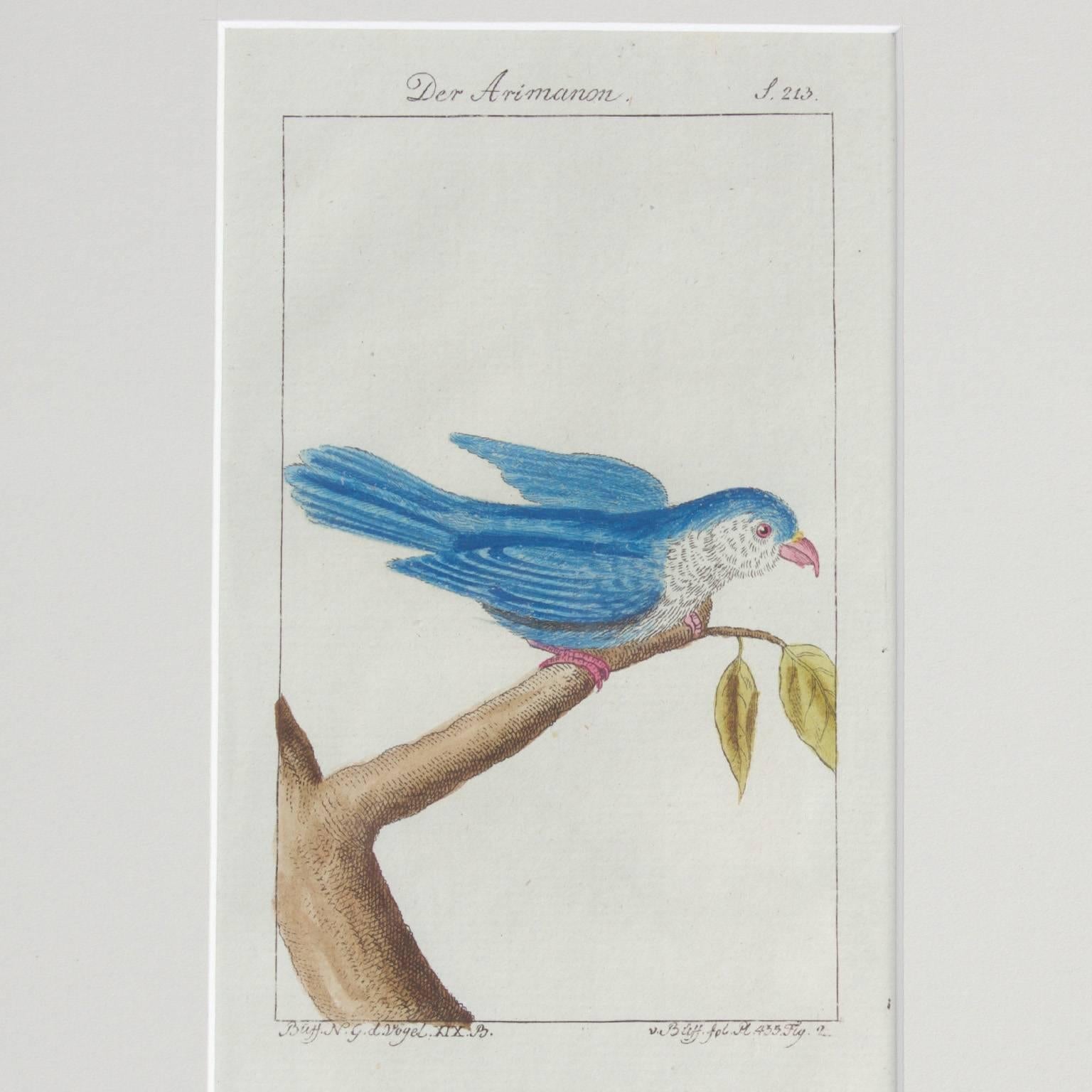 Charming Set of Four Antique Hand-Colored Bird Engravings In Good Condition In Palm Beach, FL