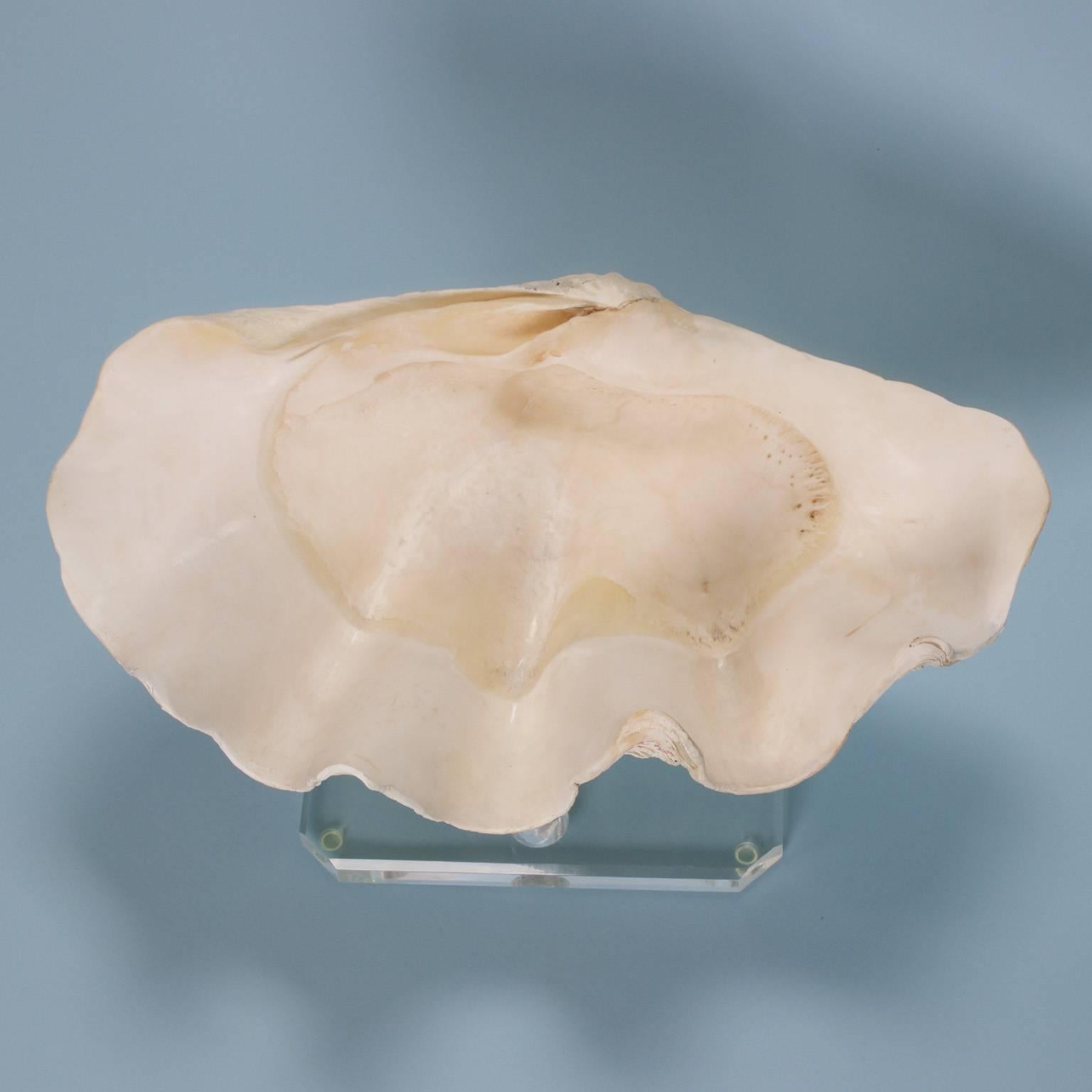 Chic Clam Shell on a Custom Lucite Base In Good Condition In Palm Beach, FL