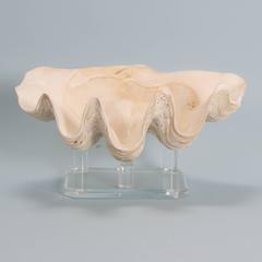 Chic Clam Shell on a Custom Lucite Base