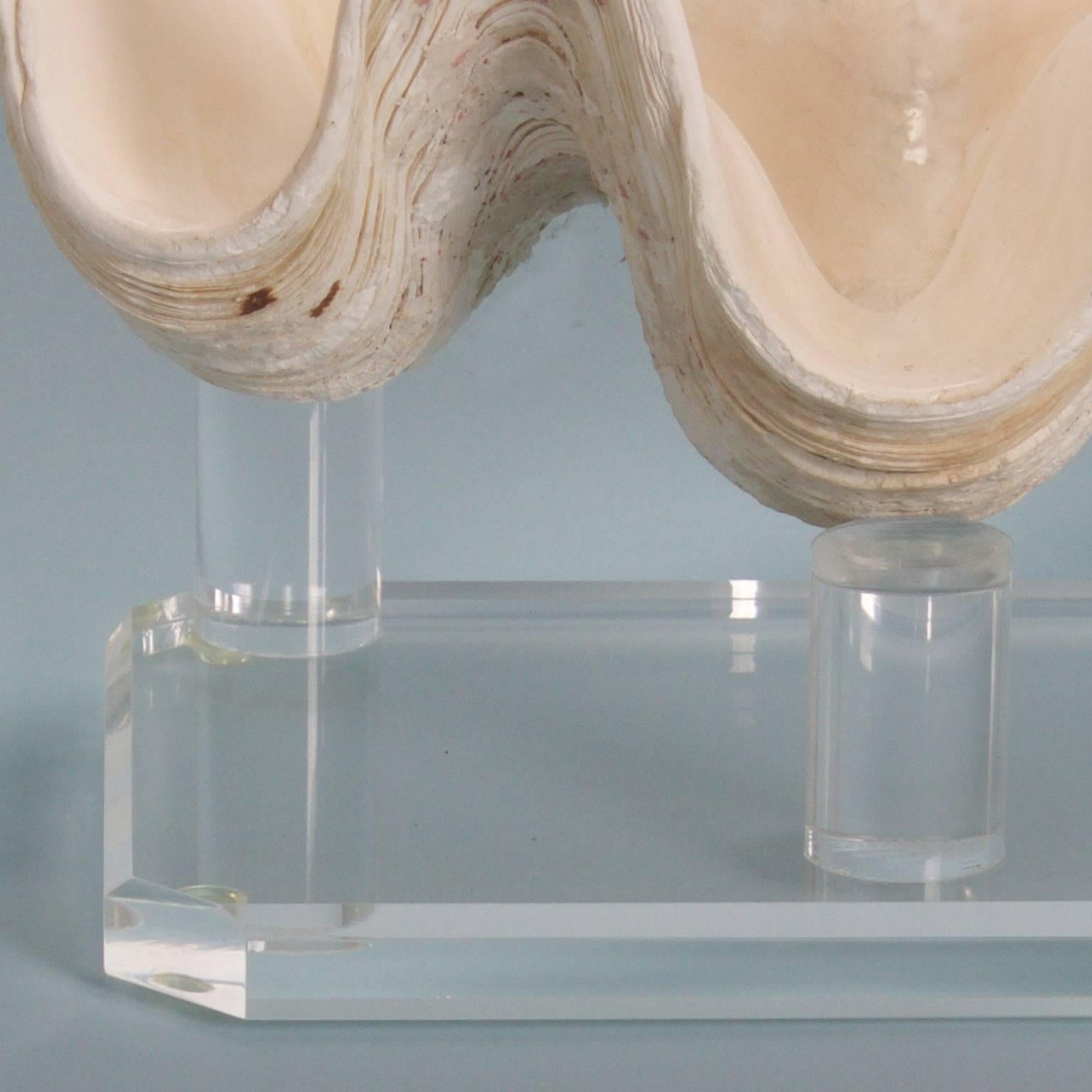 Chic Clam Shell on a Custom Lucite Base 1