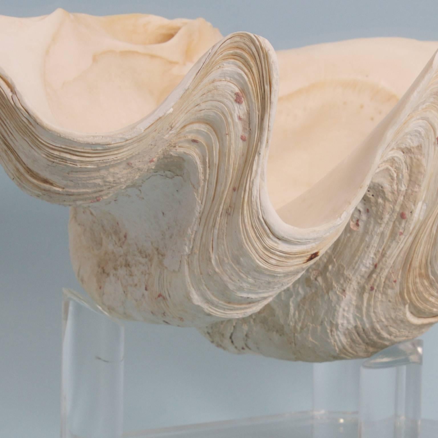 Chic Clam Shell on a Custom Lucite Base at 1stDibs