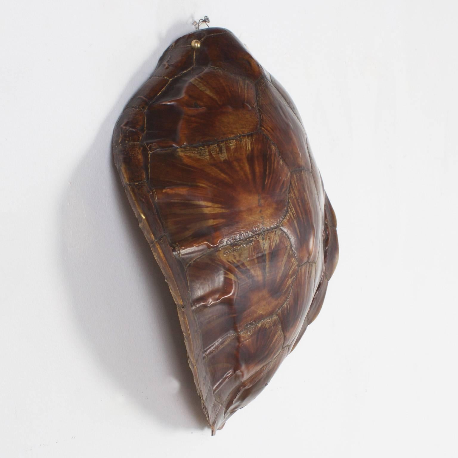 Antique authentic turtle shell with a luxurious buffed finish and an intriguing asymmetrical form. Dated 1906 and inscribed Cebu, Philippines on the reverse.
 