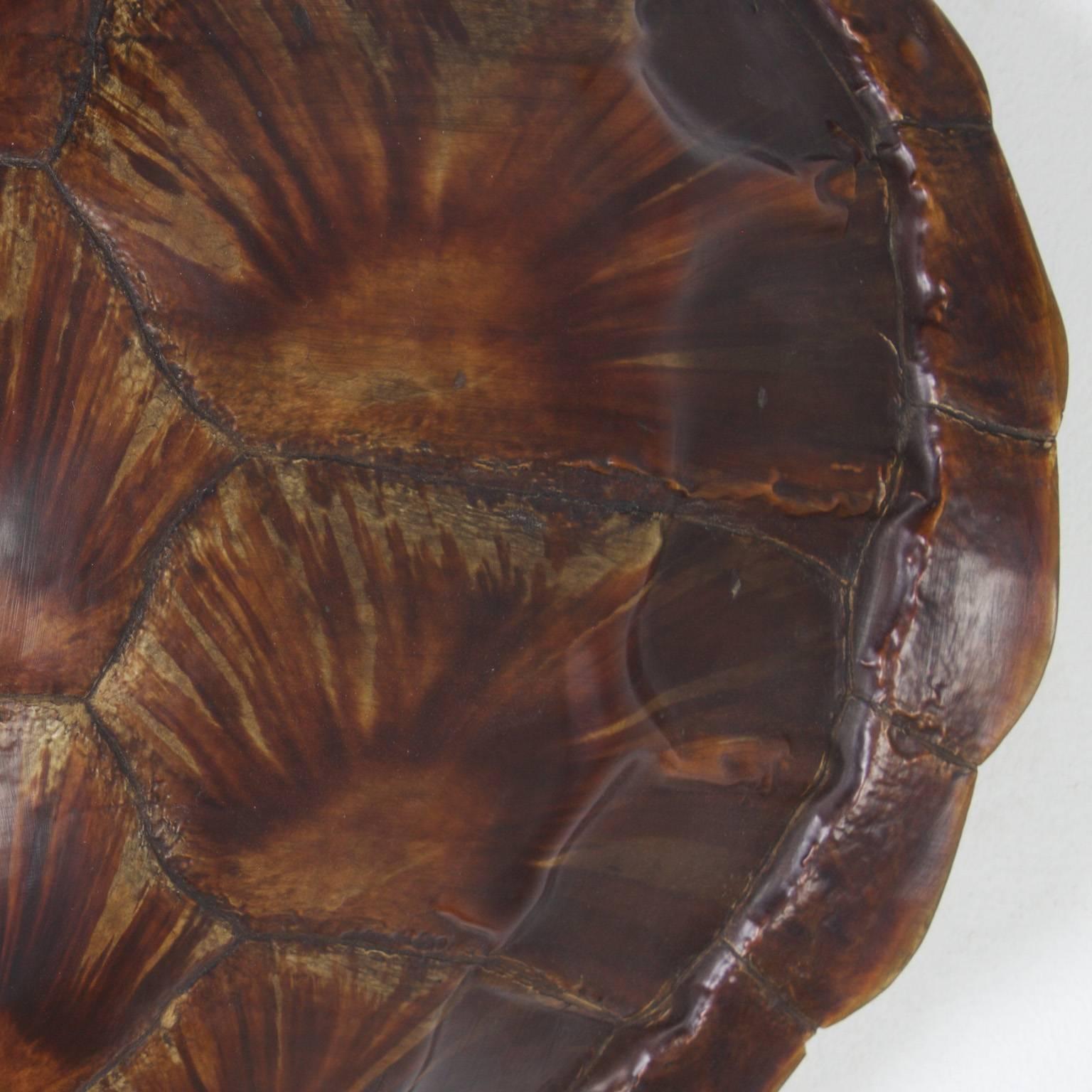 antique turtle shell for sale