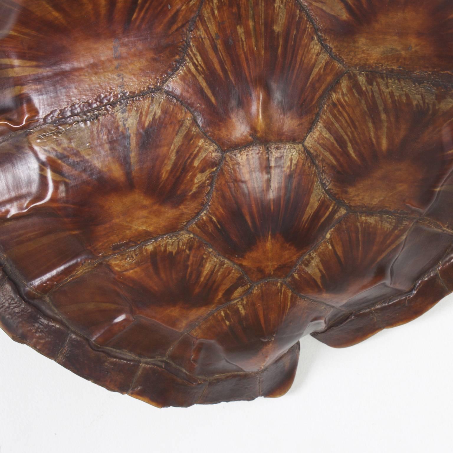 British Colonial Antique Authentic Turtle Shell