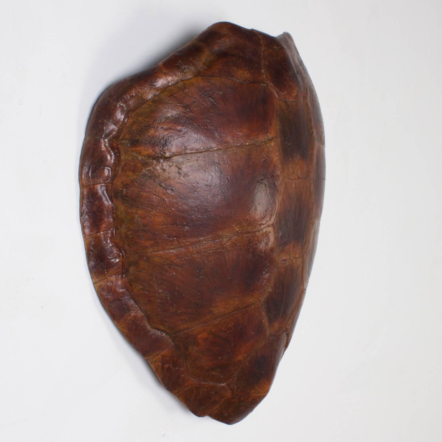 Eco friendly composition green turtle shell with a realistic custom finish by F. S. Henemader that defies comparison.