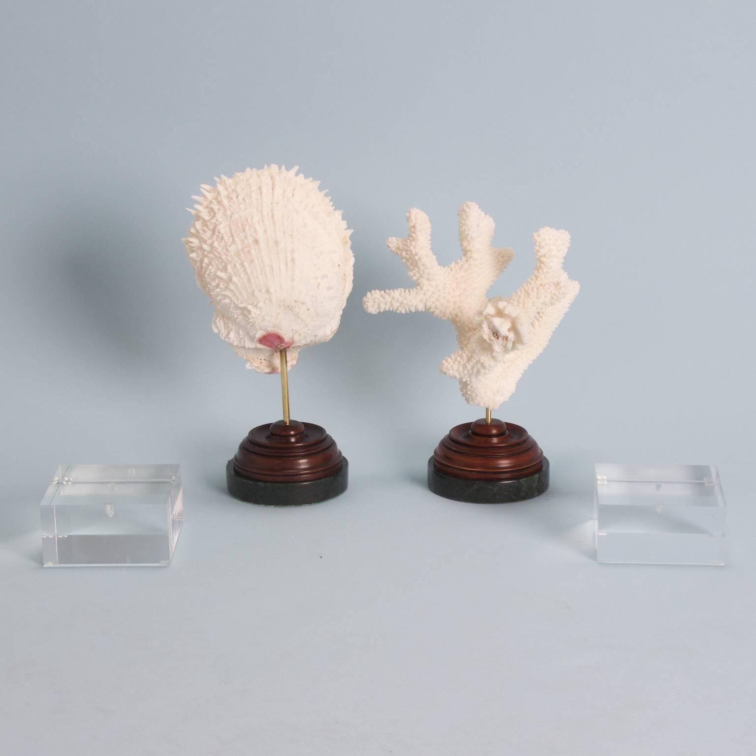 Two spirited sea life specimens; an ancient encrusted shell and a branch coral fragment, both with optional bases of Lucite or wood and marble.

From left to right:

Measures: Ref- SRL H 11.5 x W 5.5 x D 4 $325.00
Ref- BCL H 10 x W 8 x D 6