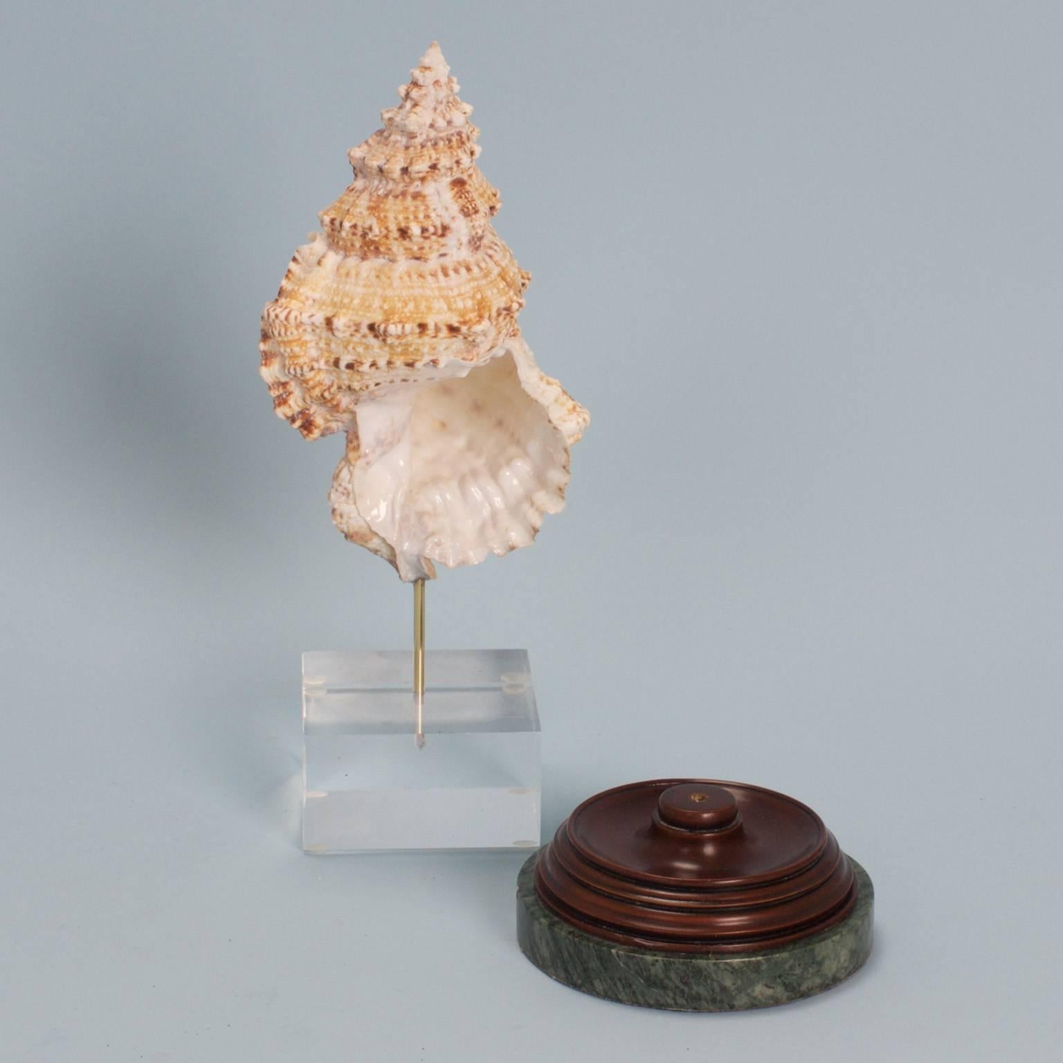 Cantharus shell specimen with familiar soothing organic colors and with presentation options of wood and marble or lucite.
