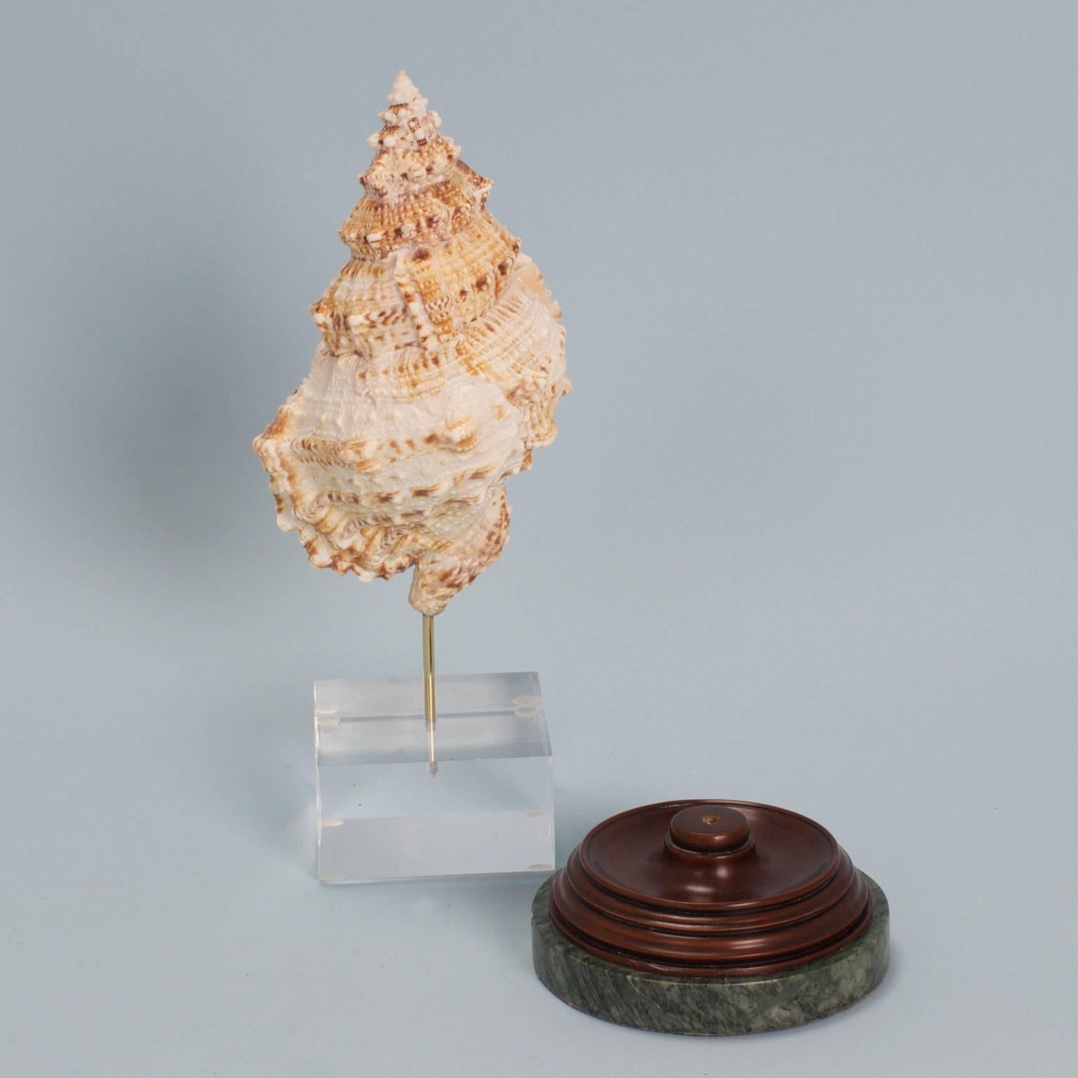 Organic Modern Cantharus Shell Specimen on a Custom Lucite or Wood Stand