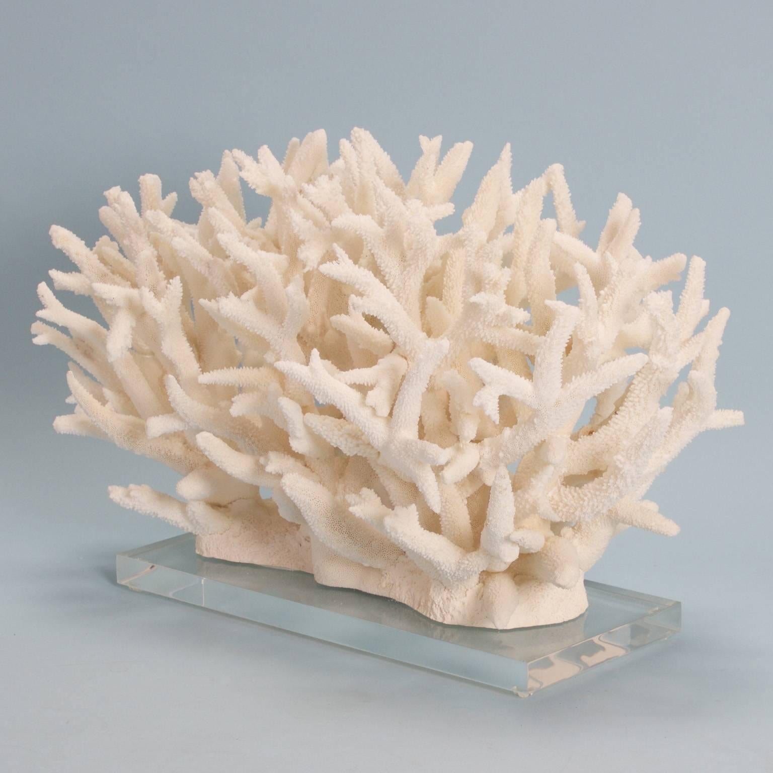 Exclusive branch coral sculpture custom designed and executed by FS Henemader with farm raised coral. Presented on a Lucite stand to enhance the structural values. 

This piece cannot be shipped out of the US, without expensive extra expenditures