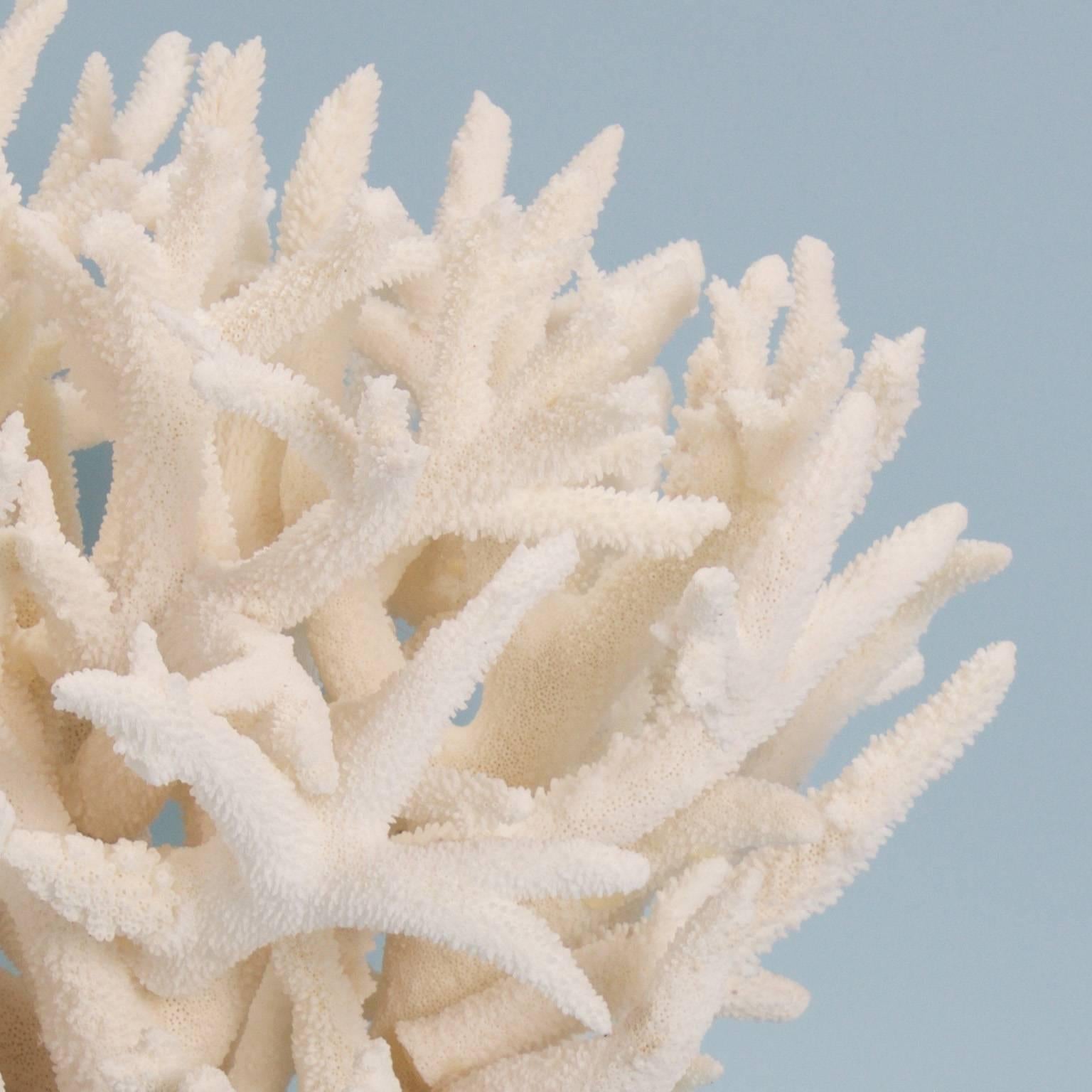Solomon Islands Authentic Branch Coral Sculpture on Lucite