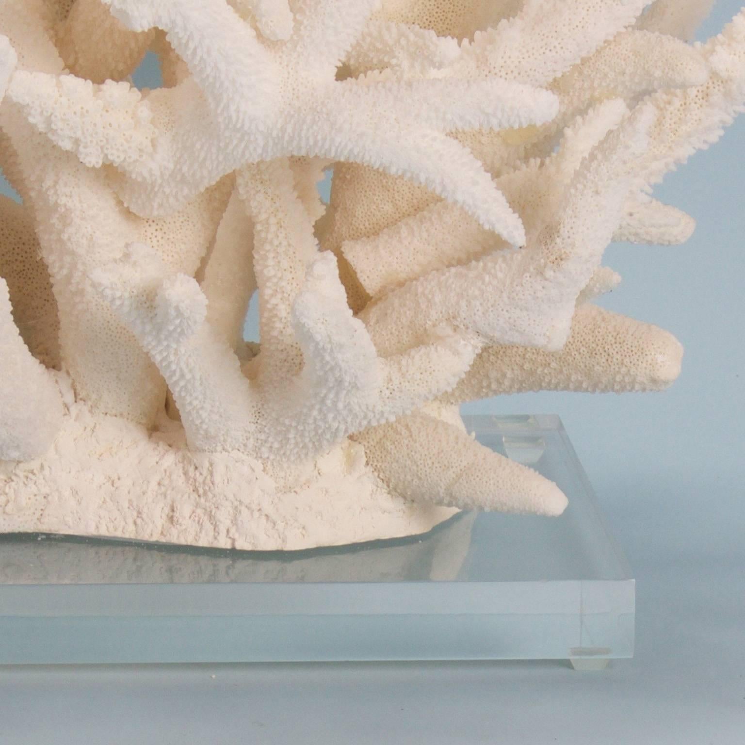 Authentic Branch Coral Sculpture on Lucite In Excellent Condition In Palm Beach, FL